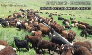 بهترین زمان برای خرید گوسفند زنده